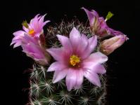 Thumbnail of 0109_Mammillaria swinglei_20170603(1).JPG